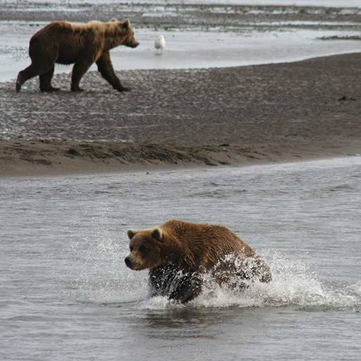 Three bears hunt in a tidal zone.
