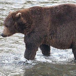 A fat bear walks along a shallow river.