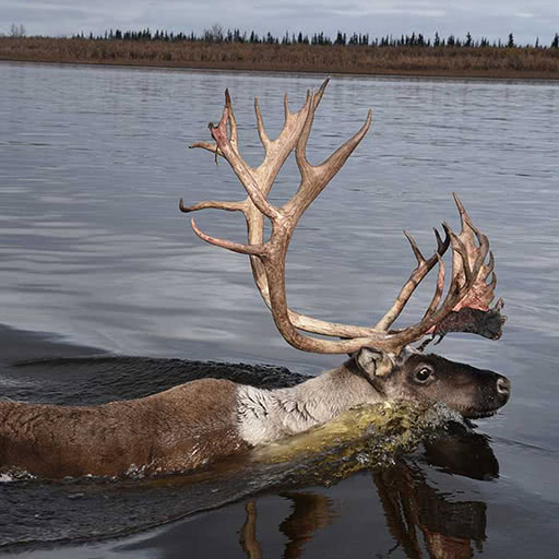 A lone caribou swims across a river.