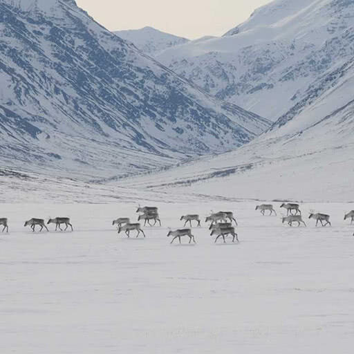 From a distance, a group of caribou walk among a snowy mountainous landscape.