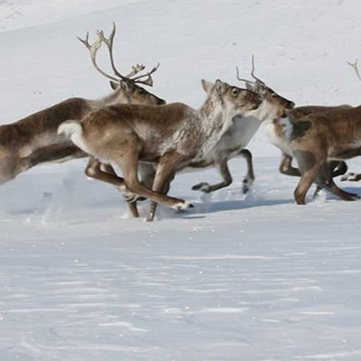 A group of caribou run through deep snow.