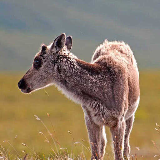 A caribou calf looks off into the distance on a sunny day.