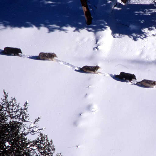 From above, a pack of wolves walk through deep snow.