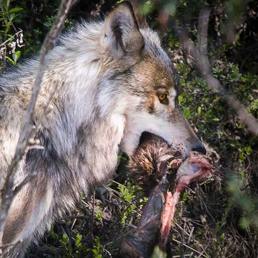 A wolf bites down on a bloody bone.