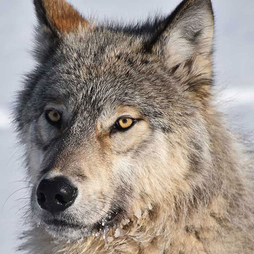 Portrait of a gray wolf.