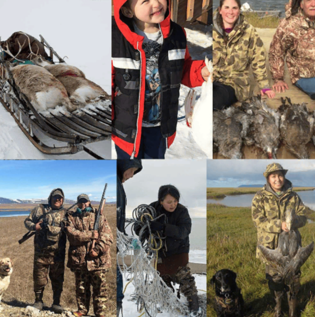 Two caribou lie on a wooden sled.
Two hunters sit before their harvest. A young boy holds a white ptarmigan. A young hunter holds a duck near a duck blind. On a snowy shore, two people work to untangle a net. Two hunters pose for a picture with their dog.