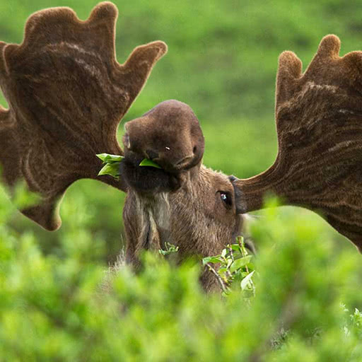 A moose chews on leaves from a nearby bush.