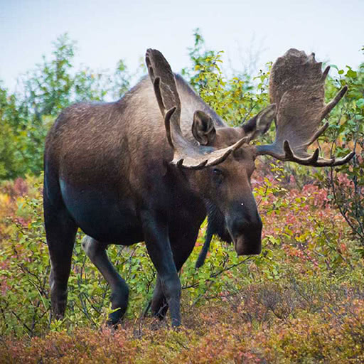 A bull moose walks amongst fall foliage.