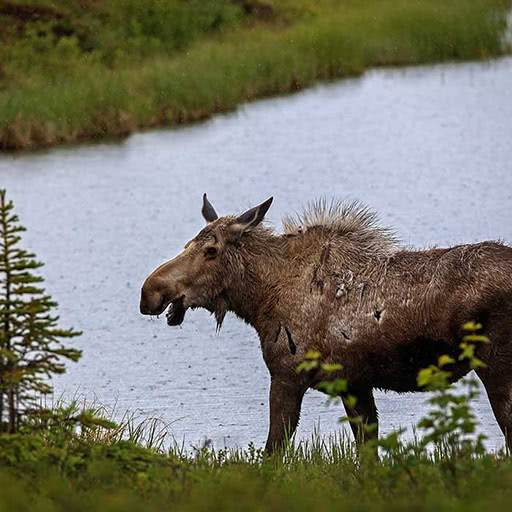 A moose with disheveled fur walks in front of a lake.