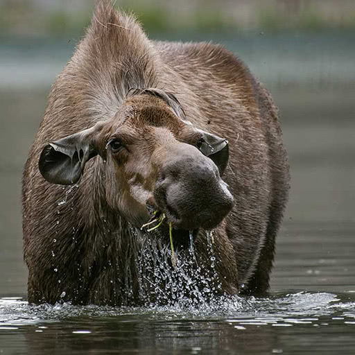 A moose stands in leg-deep water while chewing on aquatic vegetation.