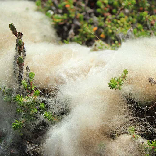 A soft cotton-like fiber lays on the ground.