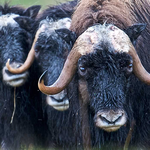 Three muskox look in our direction.