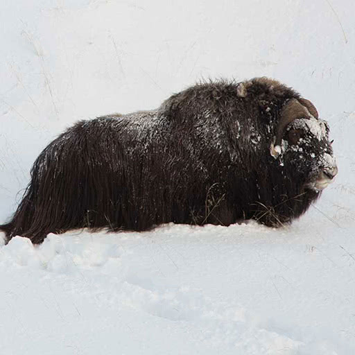 A lone muskox is buried thigh-high in snow.