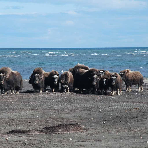 A group of muskoxen gather at the beach looking in our direction.