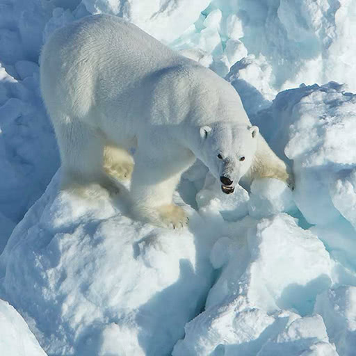 From above, a polar bear looks towards us while standing on jumbled ice.