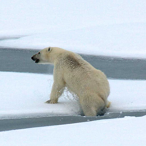 A polar bear crawls onto an ice floe.