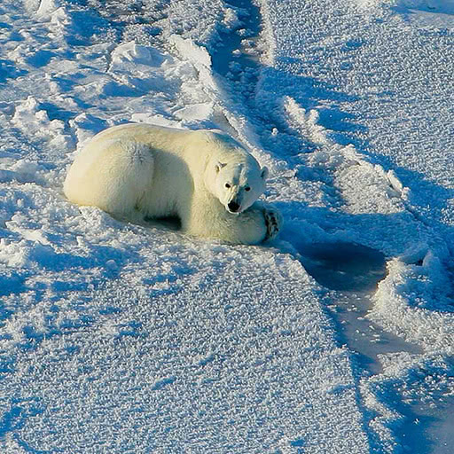 A polar bear hunts on the edge of the sea ice.