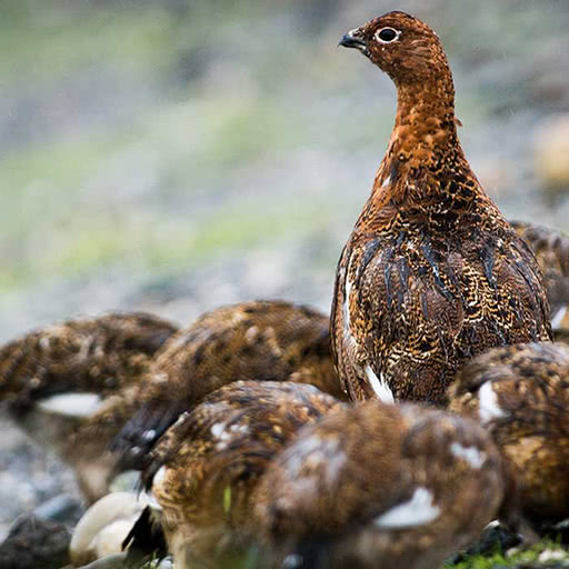 A female ptarmigan is surrounded by her brood.