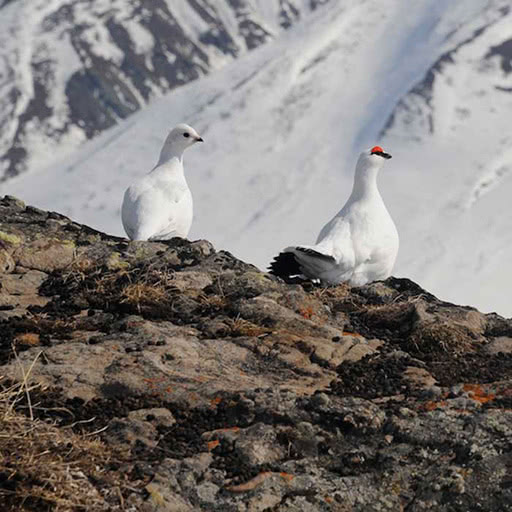 A male and female ptarmigan in their white plumage stand against a snow covered mountain.