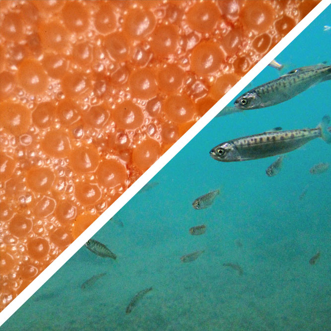 Salmon eggs. / A school of salmon fry swim in the water.