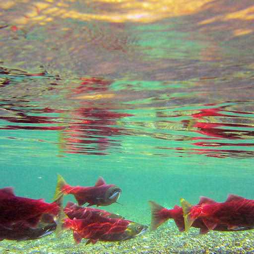A group of spawning salmon swim in the water.