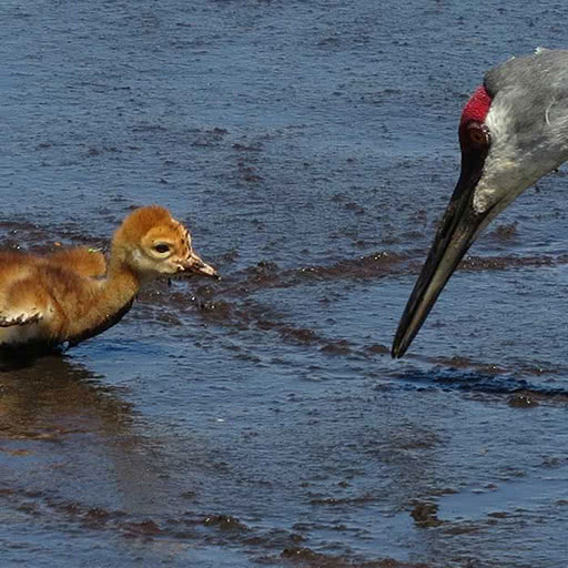 A sandhill crane chick wades in the water near its parent.