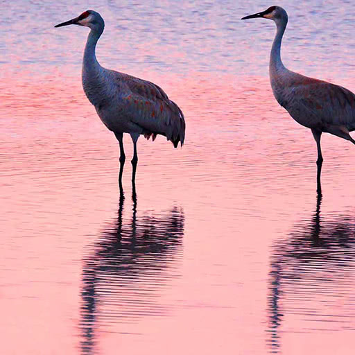 Three sandhill cranes stand in shallow water during sunset.