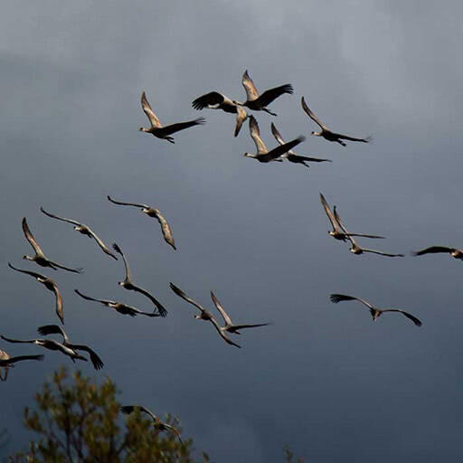 A flock of sandhill cranes in flight.