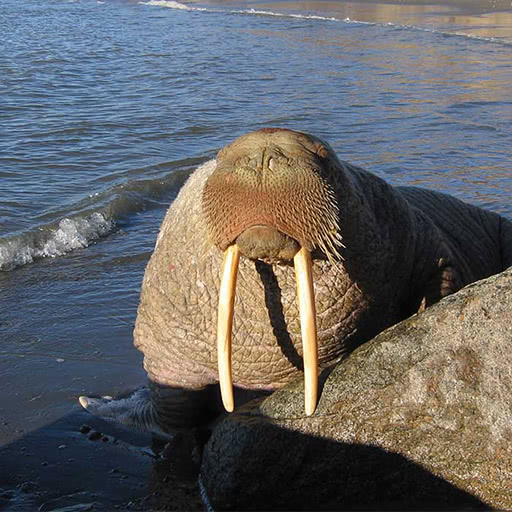 Portrait of a walrus resting on a rocky beach.