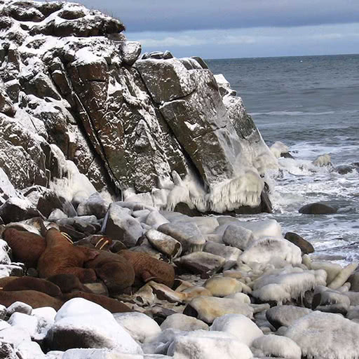 A group of walrus gather on a rocky coast.