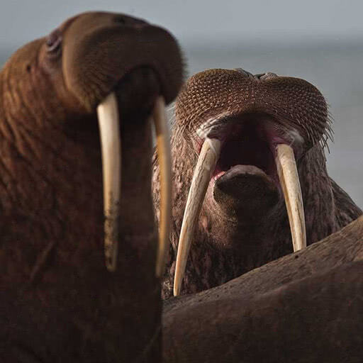A haul out of walruses are bellowing on shore.