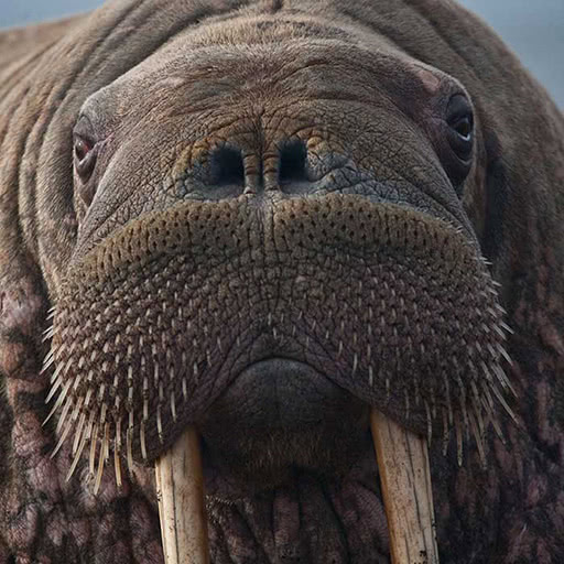 A portrait of a walrus.