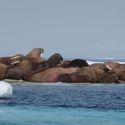 A group of walrus gather on an ice floe.