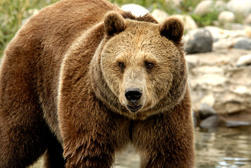 Brown Bear