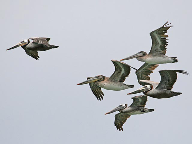 Five pelicans in flight, one in the lead.