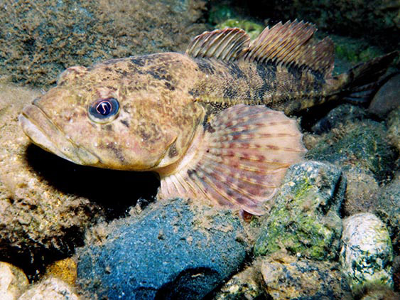 Underwater, a brown broad-headed fish has black speckles that merge into stripes along its back. The fins are long and spiny.