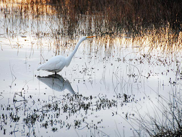 White long-necked bird with a orange beak stands in still water surrounded by marsh grasses.