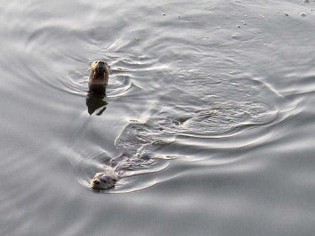Two otters create ripples in the otherwise smooth water surface. Only their heads protrude.