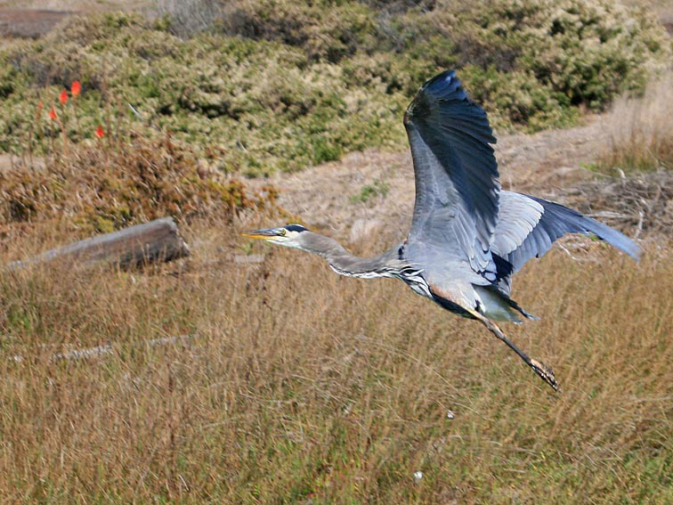 A great blue heron takes off into flight, with its long, snake-like neck and broad out-stretched blue wings.