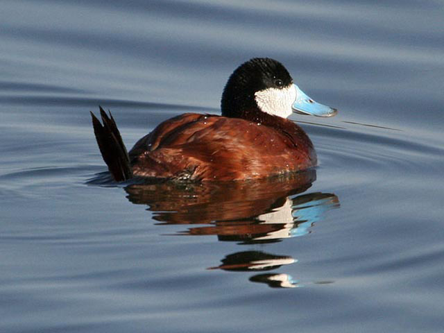 A duck with a burgundy body, black tail and mostly black head makes ripples in the smooth water surface. The duck’s light blue bill is flanked by the duck’s white cheeks.