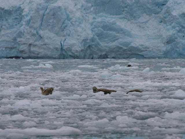 A wall of bluish white glacier ice abuts a body of water. The water surface is strewn with icebergs and floating ice. Several seals rest on the icebergs.