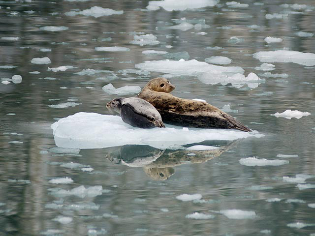 A close-up photo of an adult seal and a pup resting on an iceberg in calm water with smaller chunks of ice floating around it. 