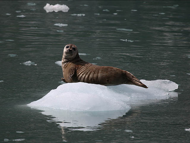 A dark brown seal perches on an iceberg, lifting its head up.
