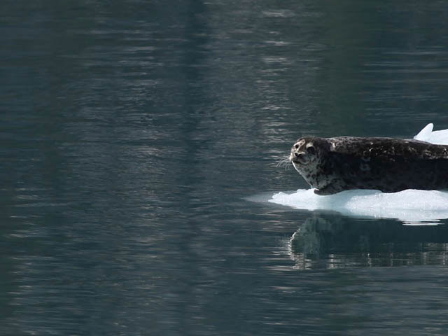 A dark grey seal with a speckled under belly lays on an iceberg. No other ice is in the photo.