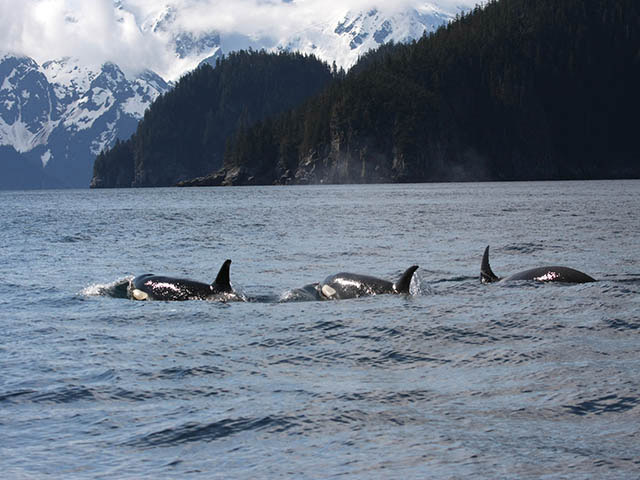 Three orcas crest the water surface, showing their black dorsal fin and backs. Steep mountain sides define the edges of the sea.