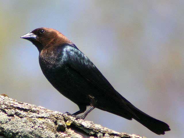 An adult brown-headed cowbird perches on a log. The black shiny bird and a rust colored head and a thick black beak.
