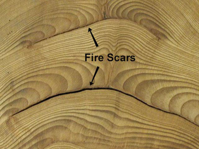 A cross-section of a tree trunk. The tree rings show dark burned lines in two places identified as fire scars.