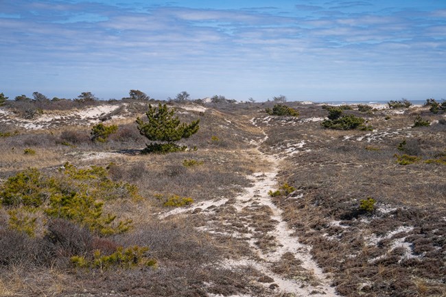 A sandy path moves through a swale environment.