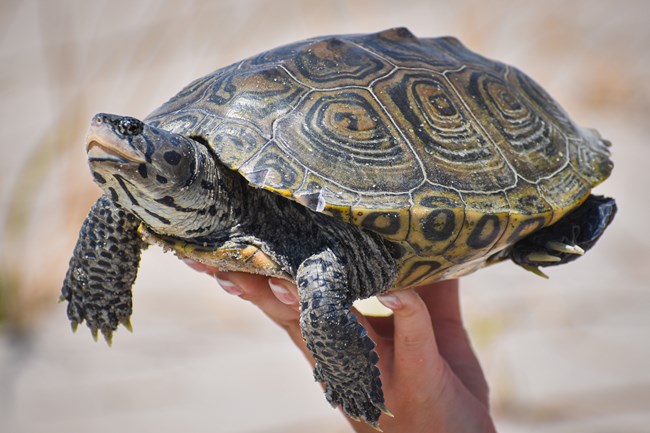 A diamondback terrapin held up for the camera.