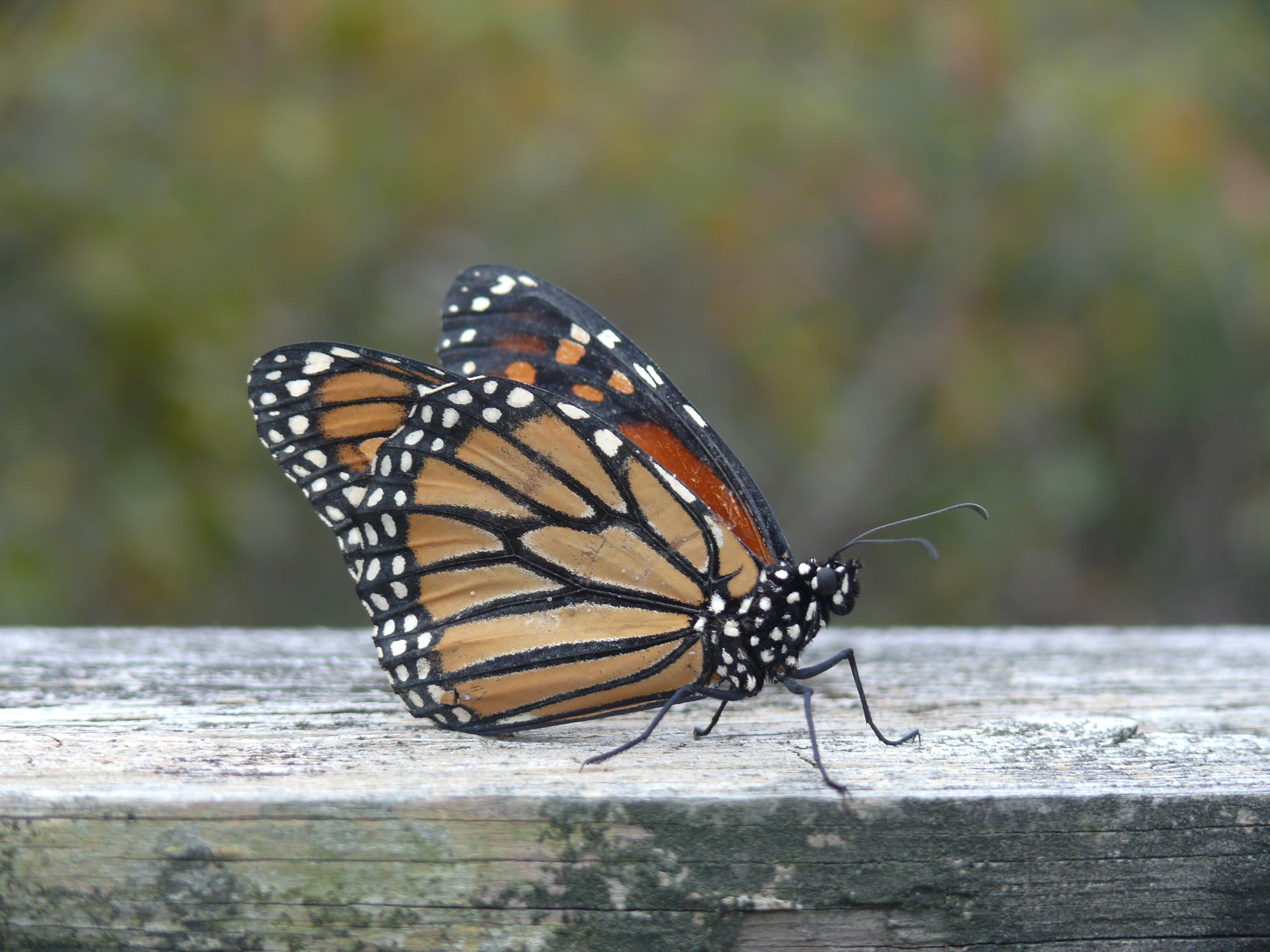 Monarch Butterflies - Fire Island National Seashore (U.S. National
